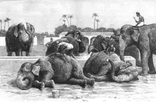 'An Elephant Battery in India; The Morning Bath before Breakfast 1890. Creator: Unknown