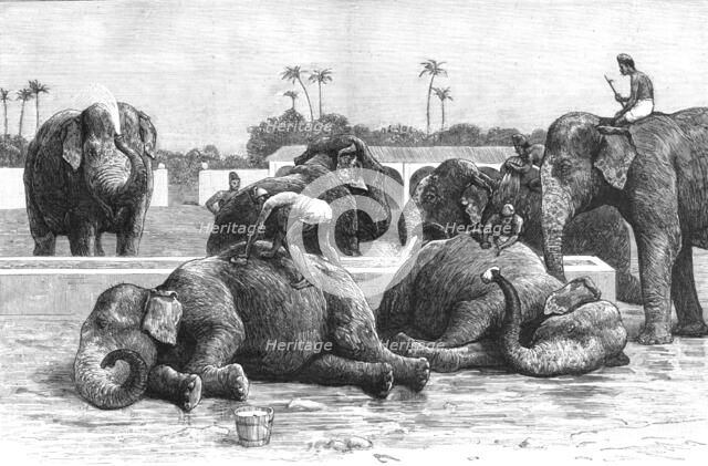 ''An Elephant Battery in India; The Morning Bath before Breakfast', 1890. Creator: Unknown.