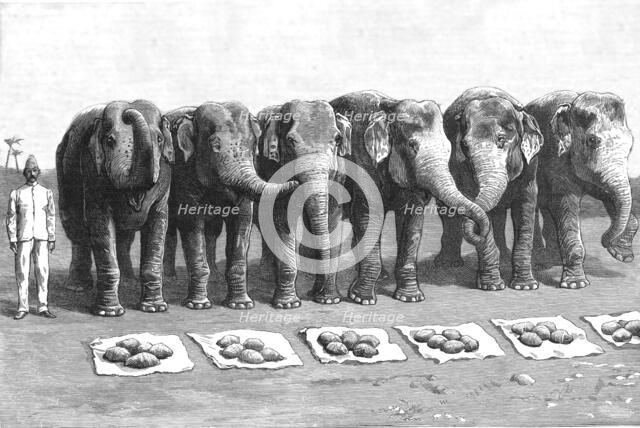 'An Elephant Battery in India; Breakfast- Waiting for the Word 'Feed'', 1890. Creator: Unknown.