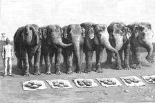 An Elephant Battery in India; Breakfast- Waiting for the Word Feed' 1890. Creator: Unknown