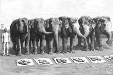 An Elephant Battery in India; Breakfast- Waiting for the Word Feed' 1890. Creator: Unknown