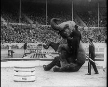 An Elephant Sitting on its Hind Legs as a Man Climbs up It, 1924. Creator: British Pathe Ltd