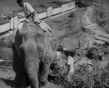 An Elephant Pulling Supplies in Burma, 1943. Creator: British Pathe Ltd
