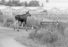An elk seeming to follow a road sign. Glumslöv, Sweden, 1981. Creator: Unknown