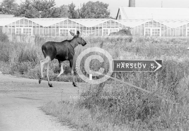 An elk seeming to follow a road sign. Glumslöv, Sweden, 1981. Creator: Unknown.