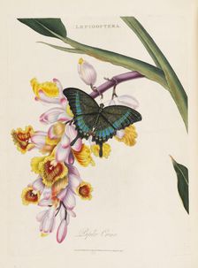 An epitome of the natural history of the insects of China, 1798. Creator: Donovan; Edward (1768-1837)