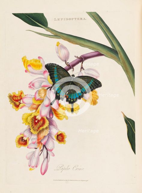 An epitome of the natural history of the insects of China, 1798. Creator: Donovan; Edward (1768-1837).