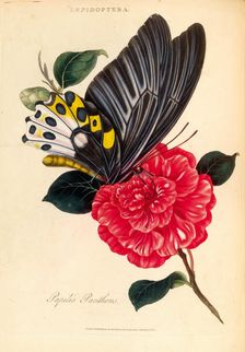 An Epitome of the Natural History of the Insects of India, 1800. Creator: Edward Donovan
