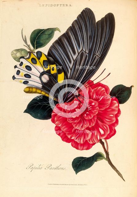 An Epitome of the Natural History of the Insects of India, 1800. Creator: Edward Donovan.