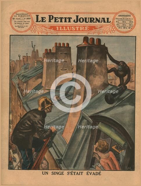 An escaped chimpanzee, 1930. Creator: Unknown.