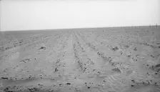 An example of how listing soil into furrows helps impede erosion, Mills, New Mexico, 1935. Creator: Dorothea Lange