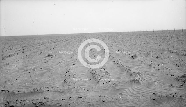 An example of how listing soil into furrows helps impede erosion, Mills, New Mexico, 1935. Creator: Dorothea Lange.