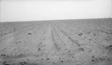 An example of how listing soil into furrows helps impede erosion, Mills, New Mexico, 1935. Creator: Dorothea Lange