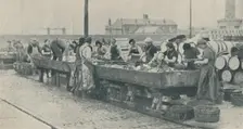 An Important Part of the Industry. Scottish girls busy gutting at Yarmouth 1937
