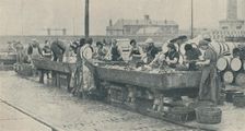 An Important Part of the Industry. Scottish girls busy gutting at Yarmouth 1937