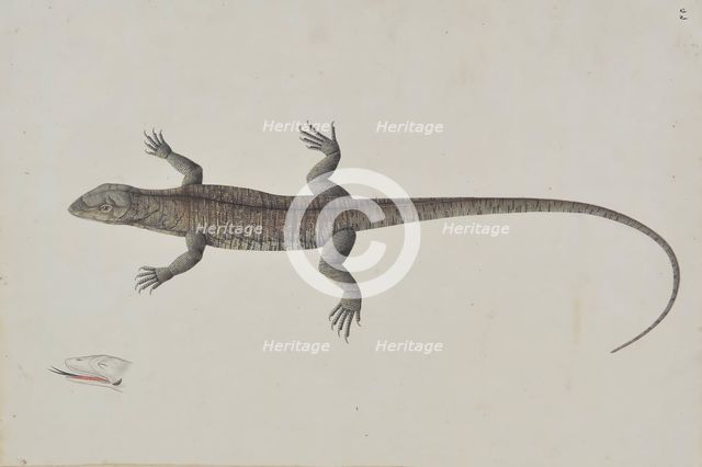 An Indian Bish-Khopra Lizard, ca. 1790. Creator: Unknown.