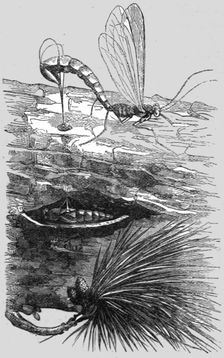 An Insect Cuckoo; A Flying Visit to Florida 1875. Creator: Thomas Mayne Reid