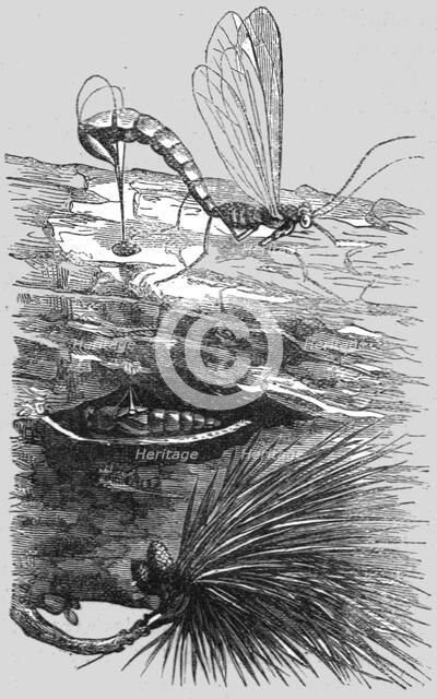 'An Insect Cuckoo; A Flying Visit to Florida', 1875. Creator: Thomas Mayne Reid.