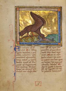 An Ibis Eating a Dead Lamb; Bestiary, about 1270. Creator: Unknown