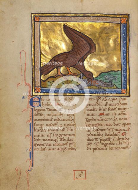 An Ibis Eating a Dead Lamb; Bestiary, about 1270. Creator: Unknown.