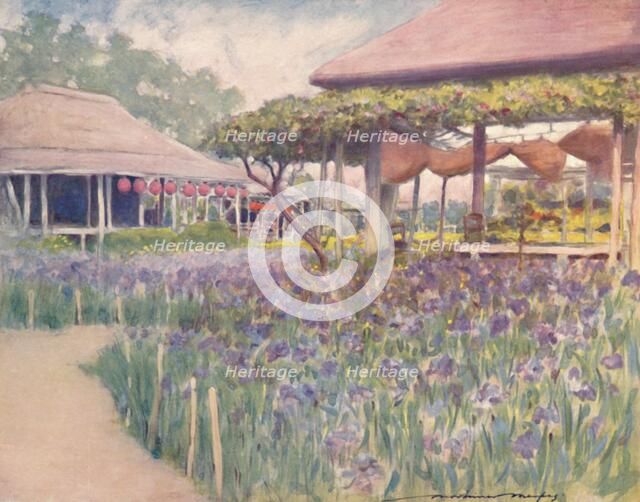 'An Iris Garden', 1903. Artist: Mortimer L Menpes.