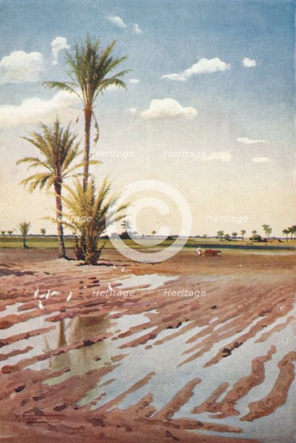 'An Irrigated Field', c1880, (1904). Artist: Robert George Talbot Kelly.
