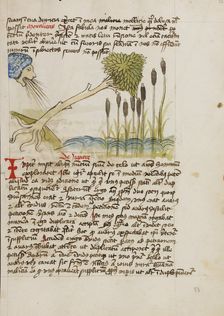 An Oak Tree Up-Rooted by Strong Winds; Fables, third quarter of 15th century. Creator: Unknown