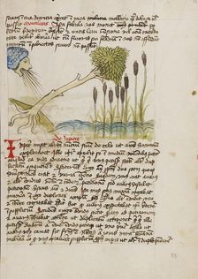 An Oak Tree Up-Rooted by Strong Winds; Fables, third quarter of 15th century. Creator: Unknown