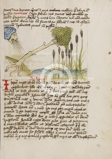 An Oak Tree Up-Rooted by Strong Winds; Fables, third quarter of 15th century. Creator: Unknown.