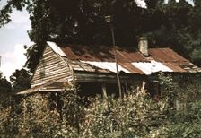 An old house almost hidden by sunflowers, Rodney, Miss., 1940. Creator: Marion Post Wolcott