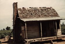 An old tenant house with a mud chimney and cotton growing up to its door..., Melrose, La., 1940. Creator: Marion Post Wolcott