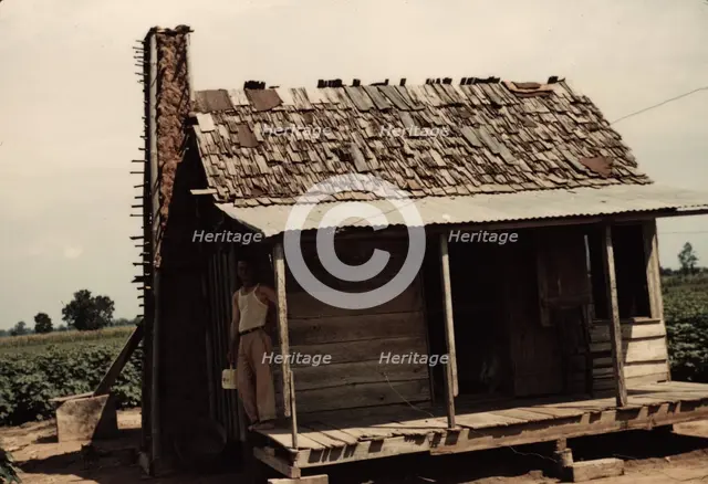 An old tenant house with a mud chimney and cotton growing up to its door..., Melrose, La., 1940. Creator: Marion Post Wolcott.
