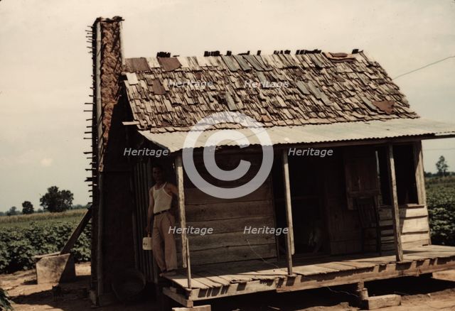 An old tenant house with a mud chimney and cotton growing up to its door..., Melrose, La., 1940. Creator: Marion Post Wolcott.