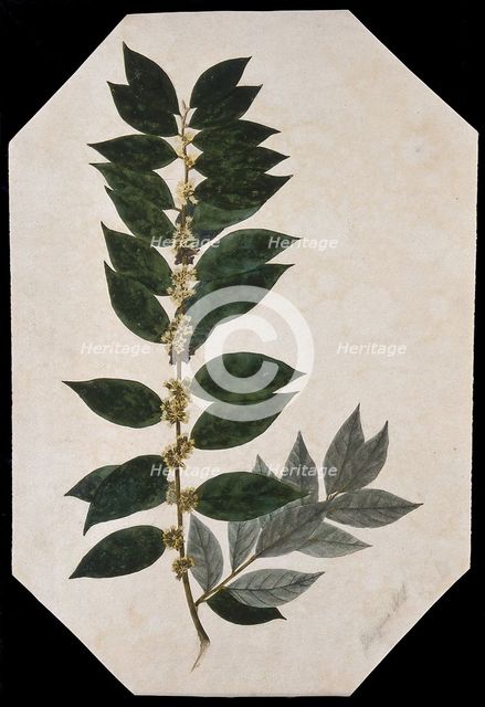 An oleaster plant (Elaeagnus species): flowering stem. Creator: Unknown.
