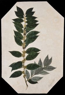 An oleaster plant (Elaeagnus species): flowering stem. Creator: Unknown