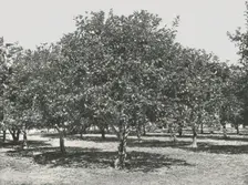 An orange grove near the city, St Augustine, USA, 1895. Creator: Unknown