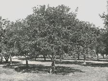 An orange grove near the city, St Augustine, USA, 1895. Creator: Unknown