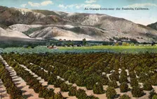 An Orange Grove near the Foothills, California 1915