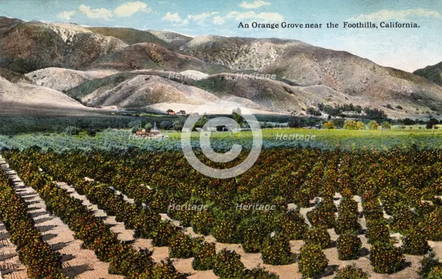'An Orange Grove near the Foothills, California', 1915. Artist: Unknown