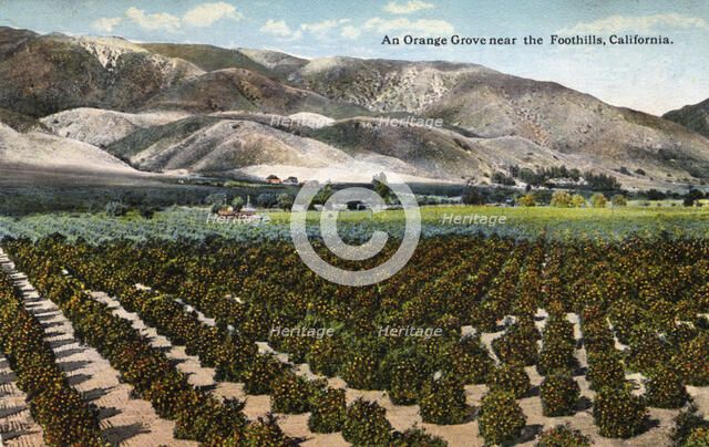 'An Orange Grove near the Foothills, California', 1915. Artist: Unknown