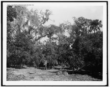 An orange grove on the Halifax, Fla., between 1880 and 1897. Creator: William H. Jackson