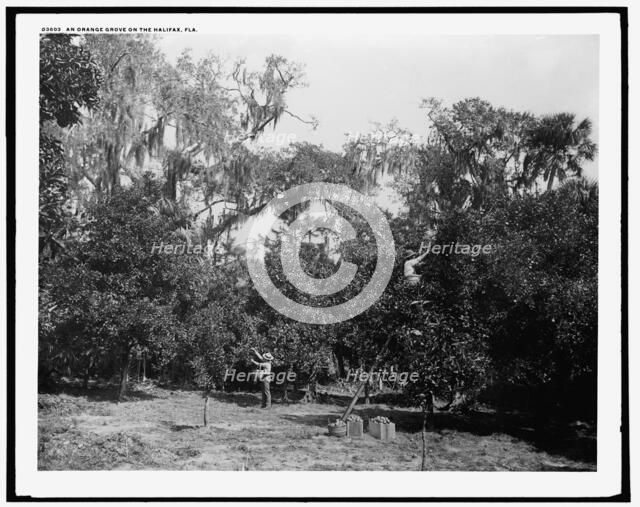 An orange grove on the Halifax, Fla., between 1880 and 1897. Creator: William H. Jackson.