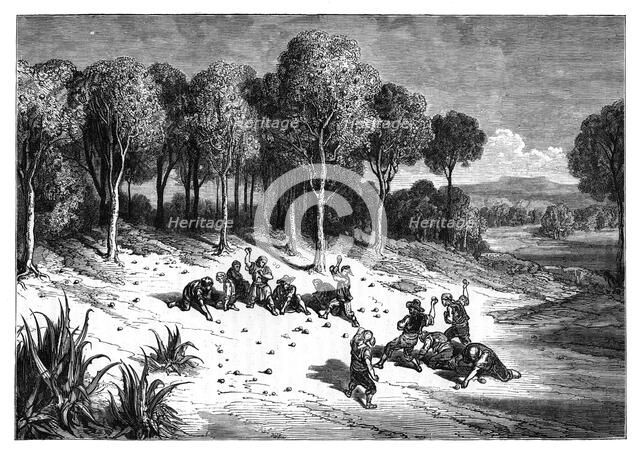 An orange grove in the south of Spain, c1890. Artist: Unknown