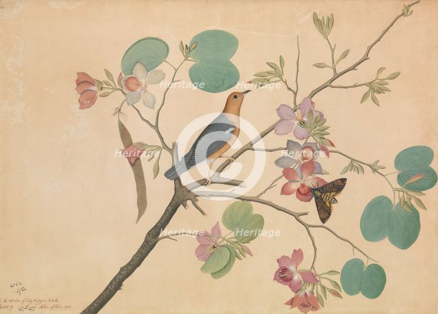 An Orange-Headed Ground Thrush and a Death's-Head Moth on a Purple Ebony..., dated 1778. Creator: Shaikh Zain al-Din.
