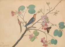 An Orange-Headed Ground Thrush and a Death's-Head Moth on a Purple Ebony..., dated 1778. Creator: Shaikh Zain al-Din