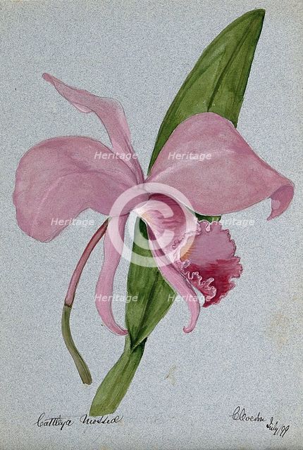 An orchid (Cattleya mossiae): flower and leaf, 1899. Creator: Unknown.