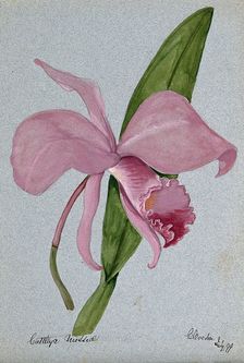 An orchid (Cattleya mossiae): flower and leaf, 1899. Creator: Unknown