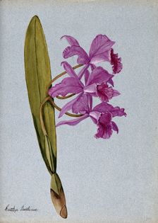An orchid (Cattleya Boothiana): flowering stem. Creator: Unknown