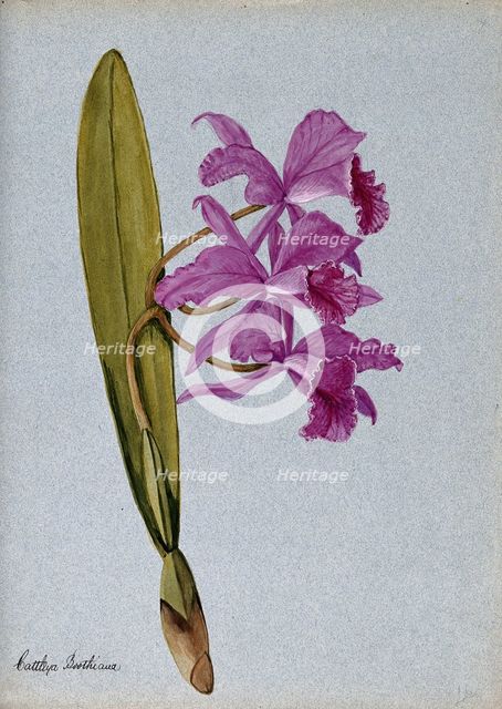 An orchid (Cattleya Boothiana): flowering stem. Creator: Unknown.