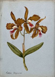 An orchid (Cattleya Duboysoniana): flowering stem. Creator: Unknown